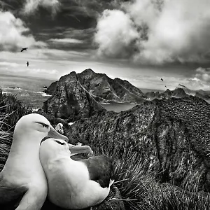 les-mouettes-amoureuses.inbrittany.com/